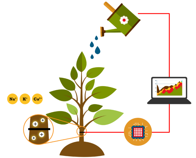 Plants